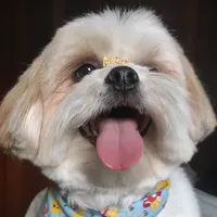 original sound - luckluludog