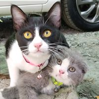 sontobe117