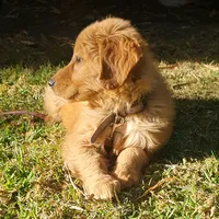 original sound - goldenlingote