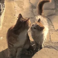 original sound - songs._.lyrics07