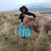mamani.08