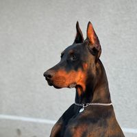 doberman.baks