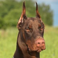 doberman_colt