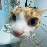 kittensinglyrics