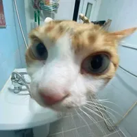 original sound - kittensinglyrics