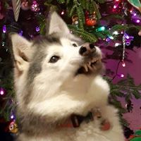 Husky its cold outside