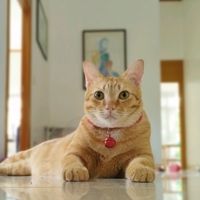 mypett0