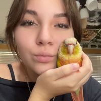 mangolikestotango