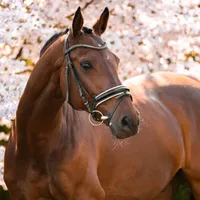 original sound - hxrse.edits1