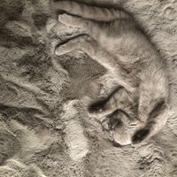 _muffin.the.cat_