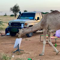 beribe_culture