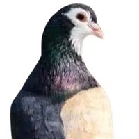 nomankhangopang00