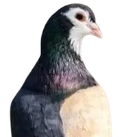 original sound - nomankhangopang00