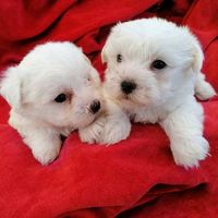 pets....lover
