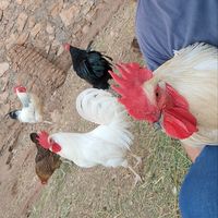 rango_farm