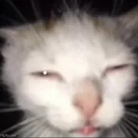 original sound - scaryscat