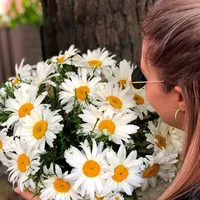 original sound - nadezhdap1