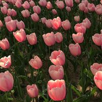 _pink_tuiips