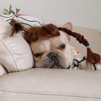 frenchiebles