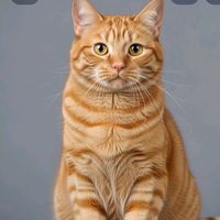 les.chats94