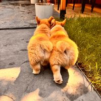 оригинальный звук