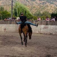 diego.pino40