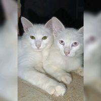 meus.pets_amor_animal