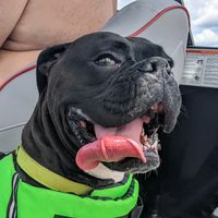 dickeysdogs