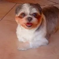 original sound - luna_shitzu_4_0