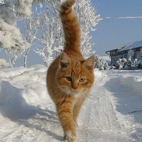 оригинальный звук