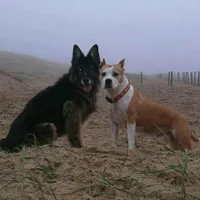 original sound - scudslife