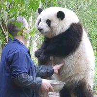 suara asli - aguanyeo