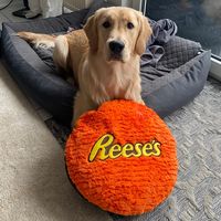 reesethegoldenretriever