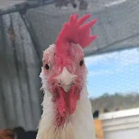 original sound - chickens24.7