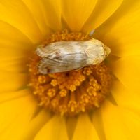 insectsevolving