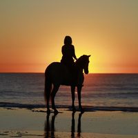 x_only_equine_x