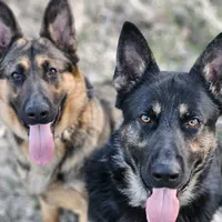 original sound - elitek9germanshepherd