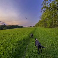 wildflowersandogs