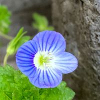 tid_botan