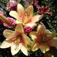 original sound - macdihmarco