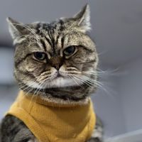 wowae_cat