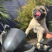 pug_capuchino