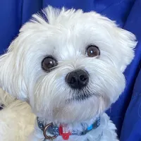 original sound - chiva0704