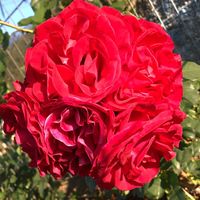 adrianafeltrinwarmling