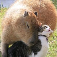 panfleto_el_capybara