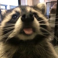 lolcoco0