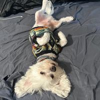 Me compraron ropa del shein