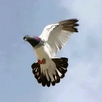 original sound - bababrohi686