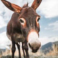 sweet_donkey_32