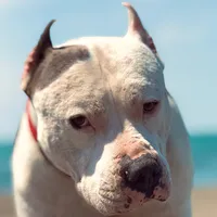 original sound - malicarbarton